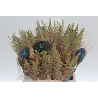 Freshy Astilbe Ch Vi Inferno