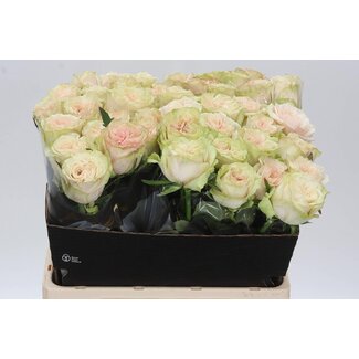 Freshy Rosa Country Secret