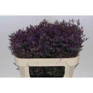 Freshy Limonium Saf Dark Blue