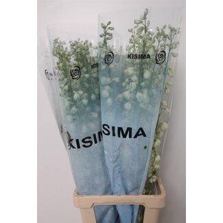 Freshy Delphinium El Guard White