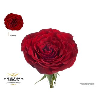 Freshy Rosa Garden Hearts