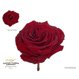 Freshy Rosa Premium Black Pearl