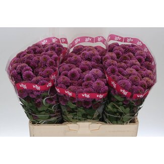 Freshy Chrysanthemum Chrysant Santini “Doria” | Kleur: Paars | Lengte ± 55 centimeter | Per 25 stelen