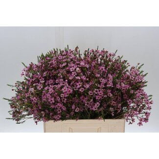 Freshy Chamelaucium Me Grand Adi