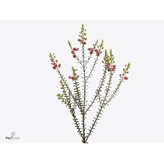 Freshy Chamecordia Rey