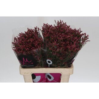 Freshy Limonium Sin Scar Diamond