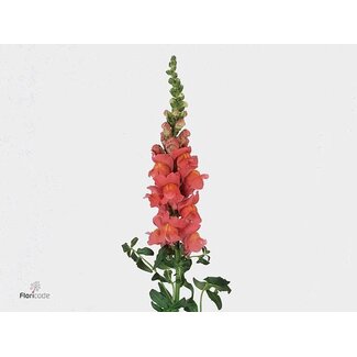 Freshy Antirrhinum Cool Rose