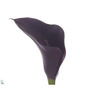 Freshy Zantedeschia Odessa