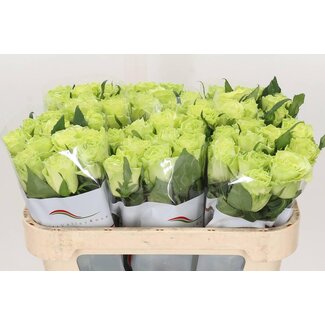 Freshy Rosa Camouflage