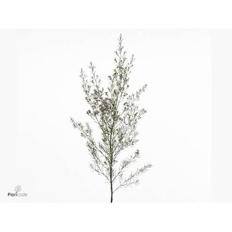 Freshy Chamelaucium Un Early Nir