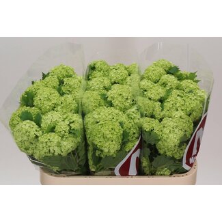 Freshy Sneeuwbal 4 Kop