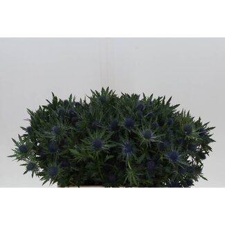 Freshy Eryngium Aquarius Qstar