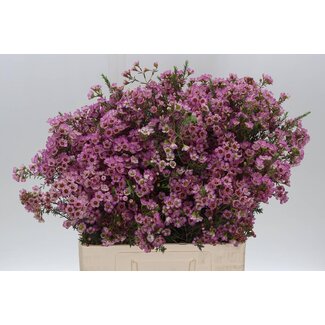 Freshy Chamelaucium Adi