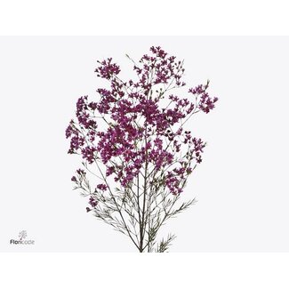 Freshy Chamelaucium Un Ariel