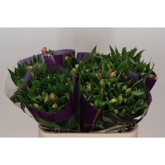 Freshy Alstroemeria Avianna