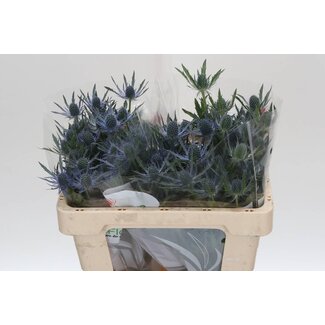 Freshy Eryngium Mag Blue Lagoon