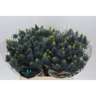 Freshy Eryngium Supernova Qstar