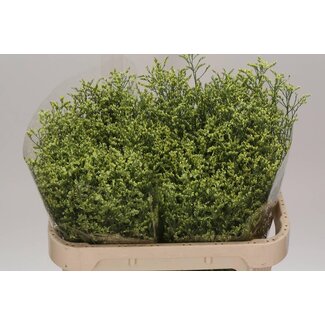 Freshy Limonium Sin China Summer