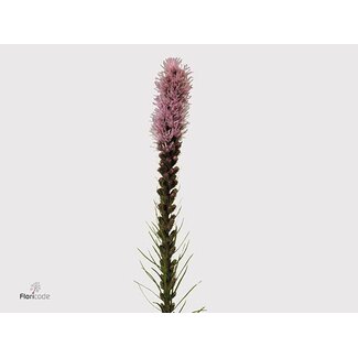 Freshy Liatris Callilepis