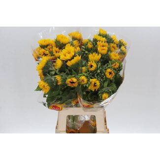 Freshy Helianthus An Orange Fire