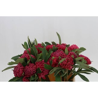 Freshy Telopea Sp Waratah