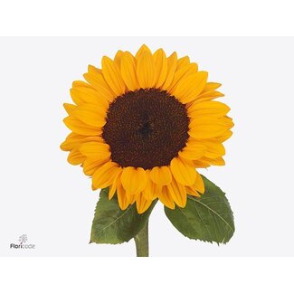 Freshy Helianthus Vincents Tangy