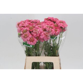 Freshy Scabiosa At Candy Scoop