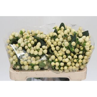 Freshy Hypericum Mag White Prince