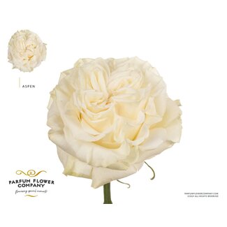 Freshy Rosa Garden Aspen