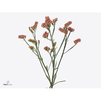 Freshy Limonium S Royal Orange