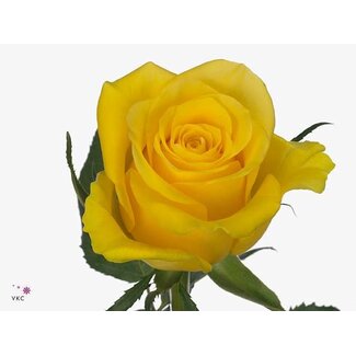 Freshy Rosa Moonwalk