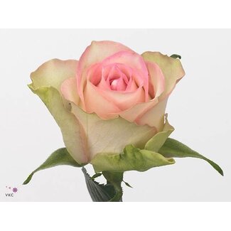 Freshy Rosa Lovely Jewel