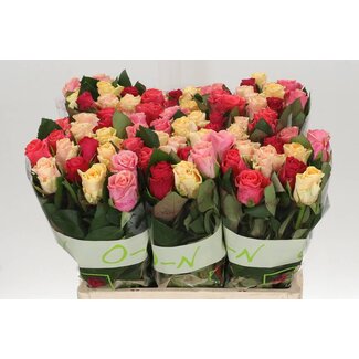 Freshy Rosa Tacazzi Gemengd