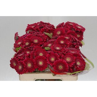 Freshy Germini. Aqua Picolini Ditella x20