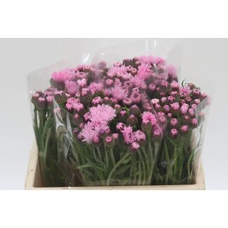 Freshy Centaurea Pink