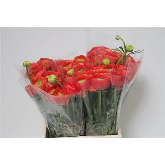 Freshy Ranunculus Cloony L X10 Valentino