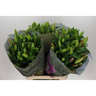 Freshy Lelie Oriental Aqua Master