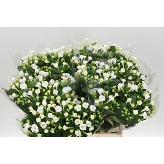 Freshy Bouvardia enkel White Sensation