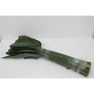 Freshy Strelitzia Paradijsvogelbloem Blad | Kleur: Groen | Lengte ± 100 centimeter | Per 10 stelen