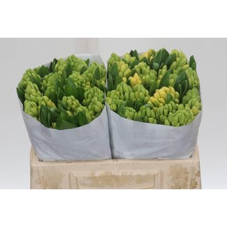 Freshy Hyacinth Yellowstone