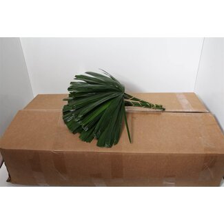 Freshy Rhapis (p. bos)