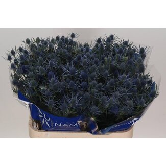 Freshy Eryngium A Blue Dynamite
