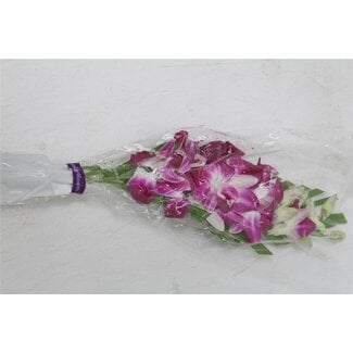 Freshy Dendrobium Bq3