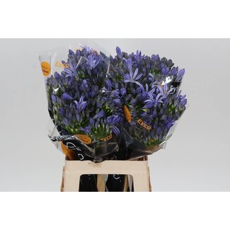 Freshy Agapanthus Atlantic Ocean Eijco