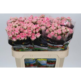 Freshy R tros Tralala