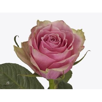 Freshy Rosa Athena Royale