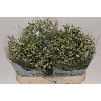 Freshy Limonium Sin Cool Diamond