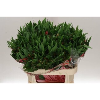 Freshy Alstroemeria Estee