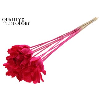 QC Shola rose on stem | Colour: Cherry-coloured | Shola Dear Holly | Diameter 6 centimetre | Length ± 50 centimetre | 10 picks per bunch | Per bunch