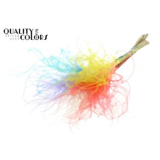 QC Dried Stipa feather grass “Colourful 5” | Colour: Mixed colours | Stypha Penata dried flowers | Length ± 60 centimetre | 10 plumes per bunch | Per bunch